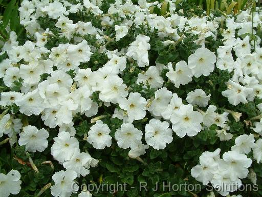 Petunias White 